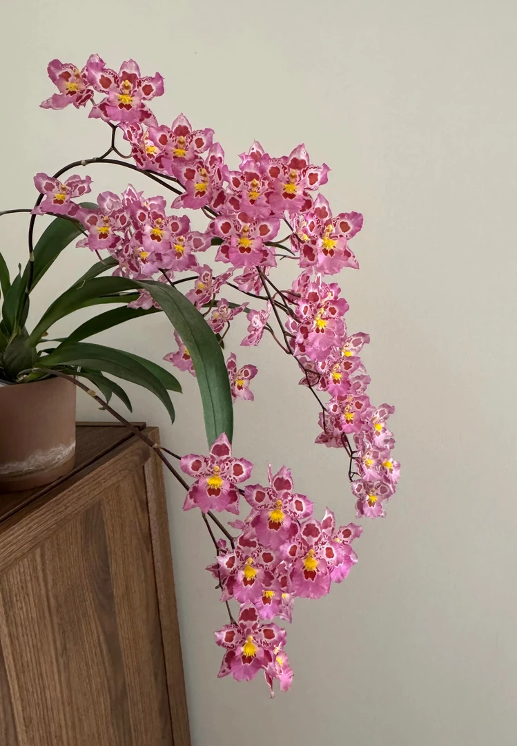 文心兰紫宝石兰花 豹斑宝石 带花剑 盆栽兰花阳台窗台花卉盆景