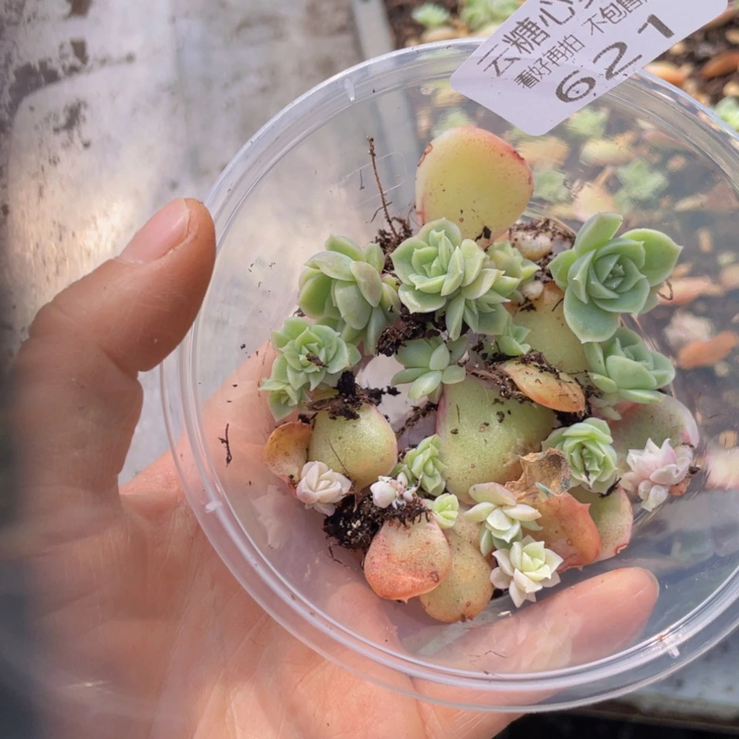 ✨**✨云糖心多肉植物621