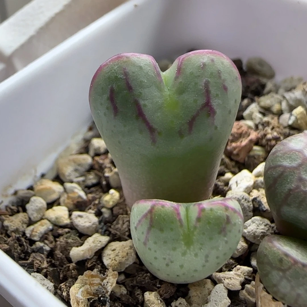 11-6-5-2-1当天满38包邮少将杂脱土