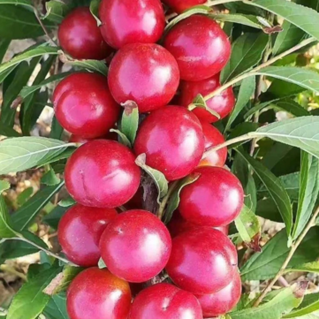 钙果苗欧李盆栽果树苗耐寒当年结果南北方可种植红钙果 黄钙果