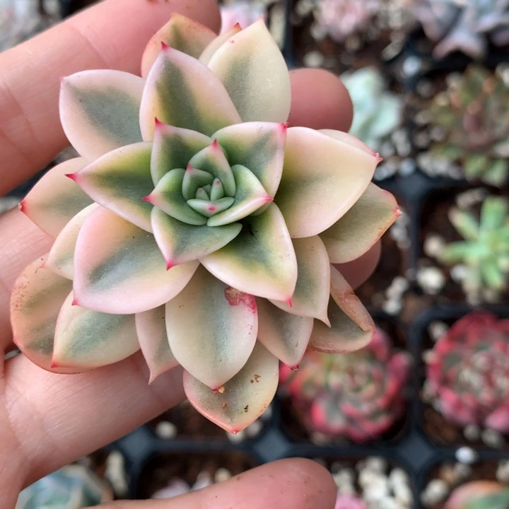 朱比利锦多肉植物