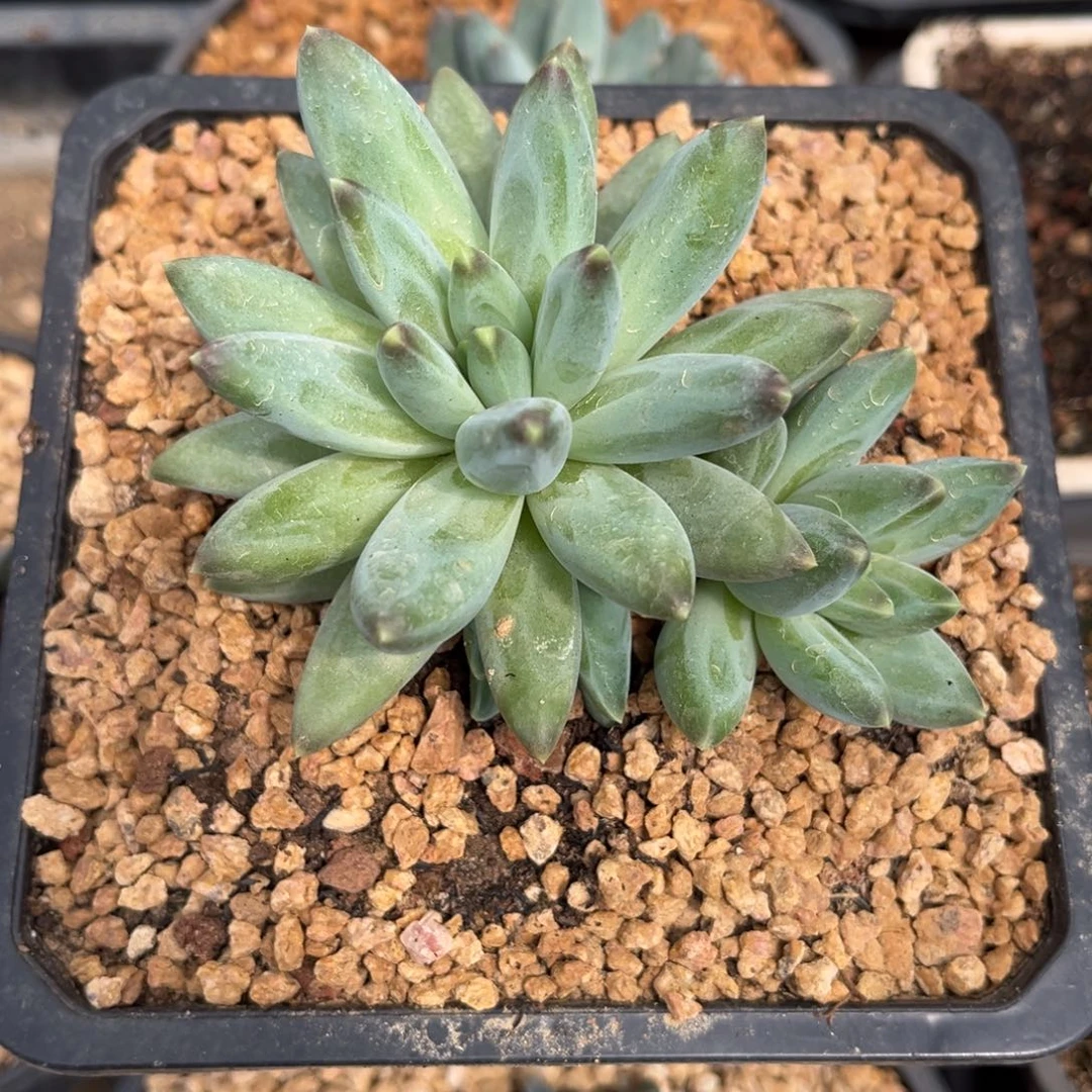 多肉植物多肉植物