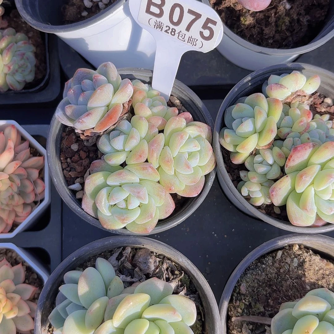 B075冰玉一物一拍