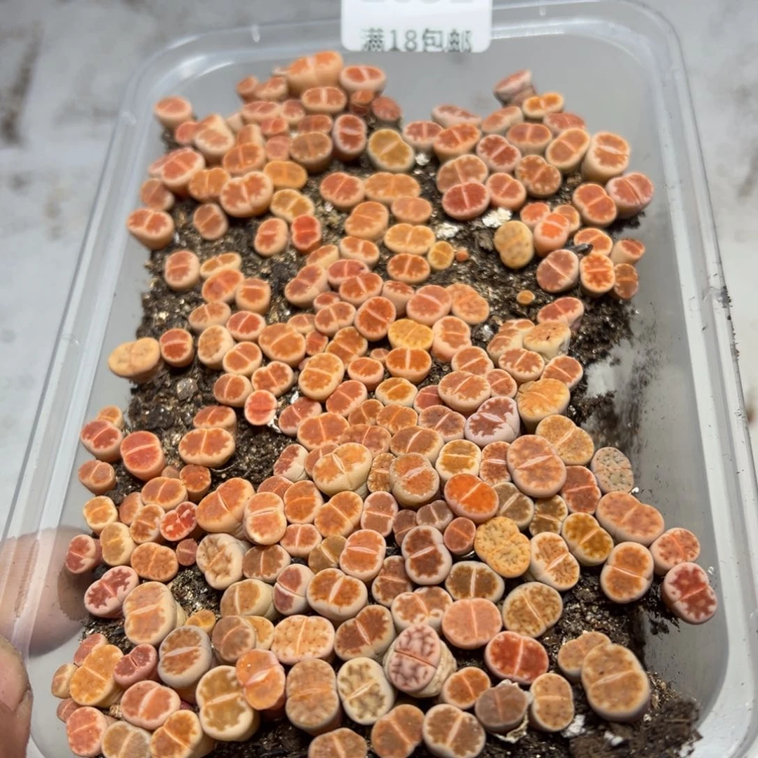 【闪购商品】 1052.