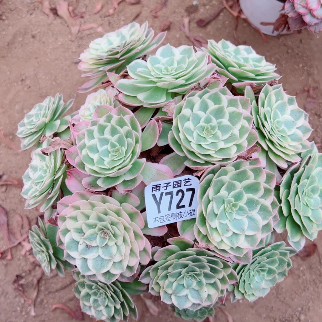 727海王尺寸20左右