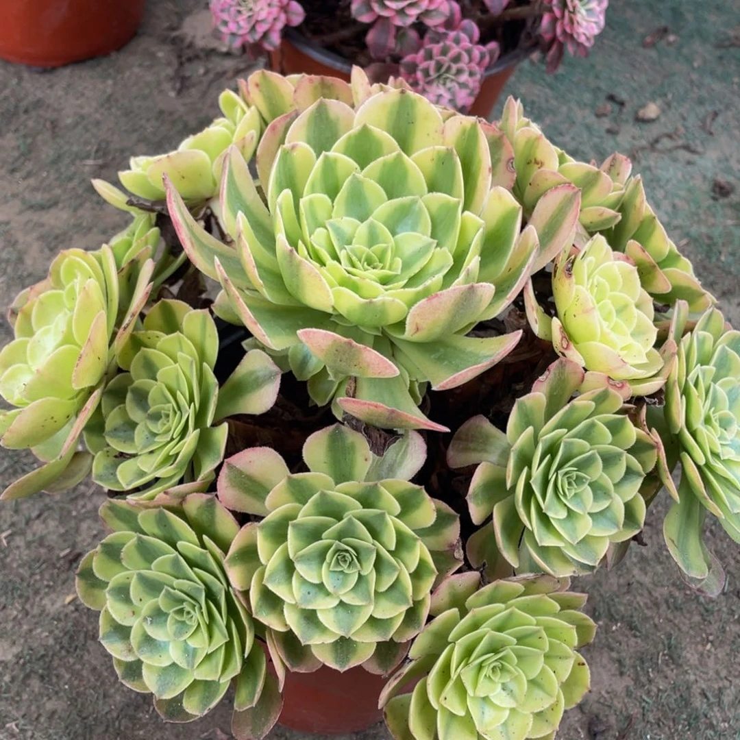 946轮回精品法师多肉