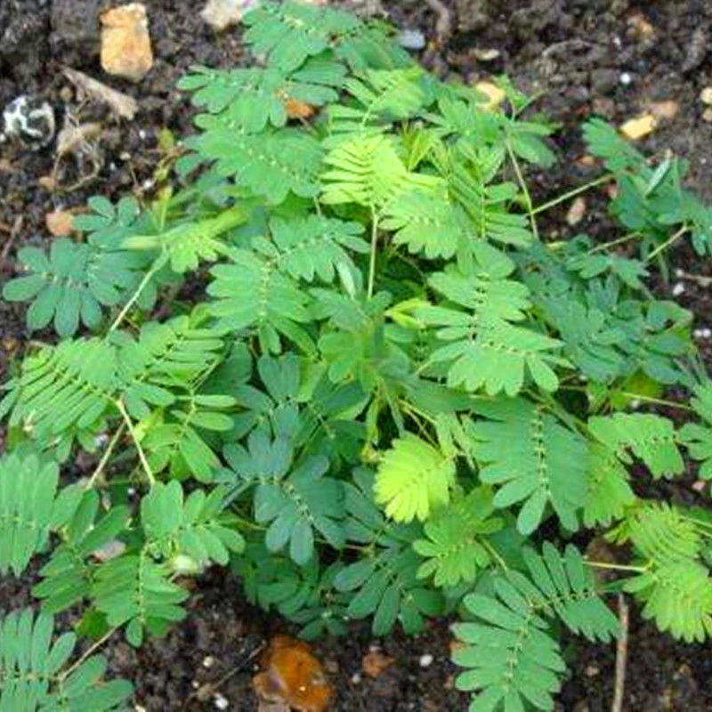 当季新品】趣味植物花种子含羞草感应草害羞草四季易种易活花草阳