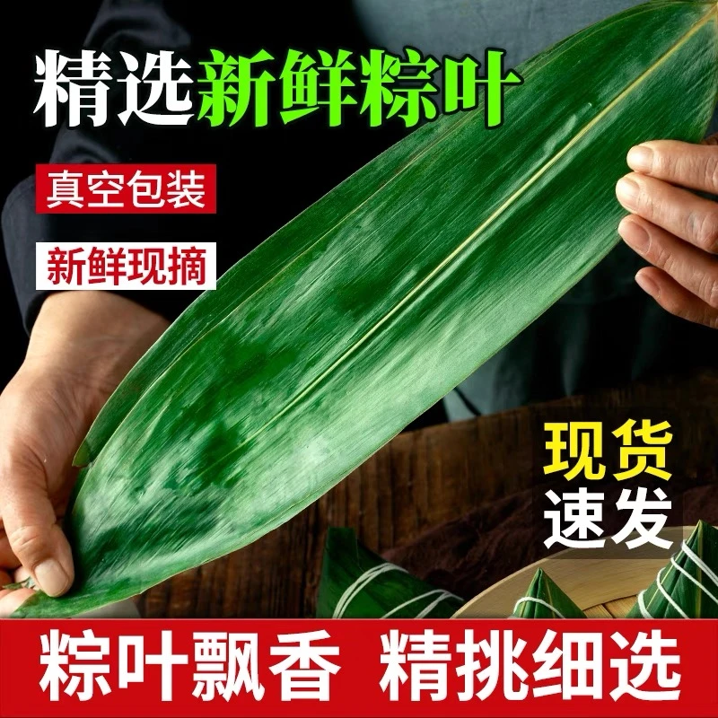 粽叶粽子叶深山野生新鲜棕叶大号天然粽子人工挑选