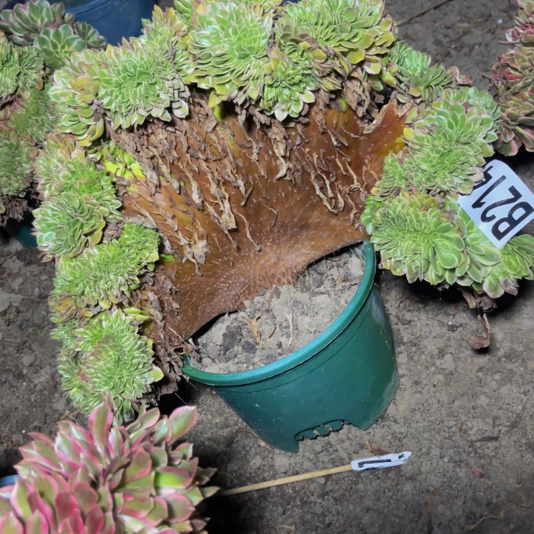 海王法师16//【11瑕疵包邮