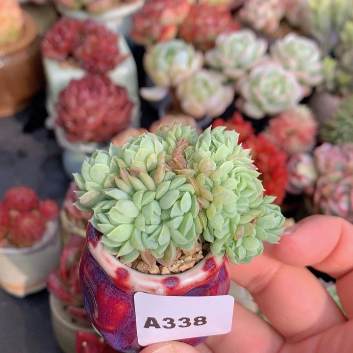 一物一拍含盆土满38包邮A338
