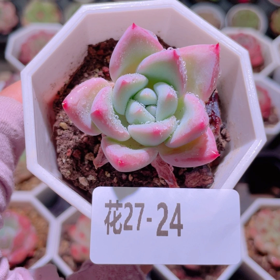 花利美27-24新品单头