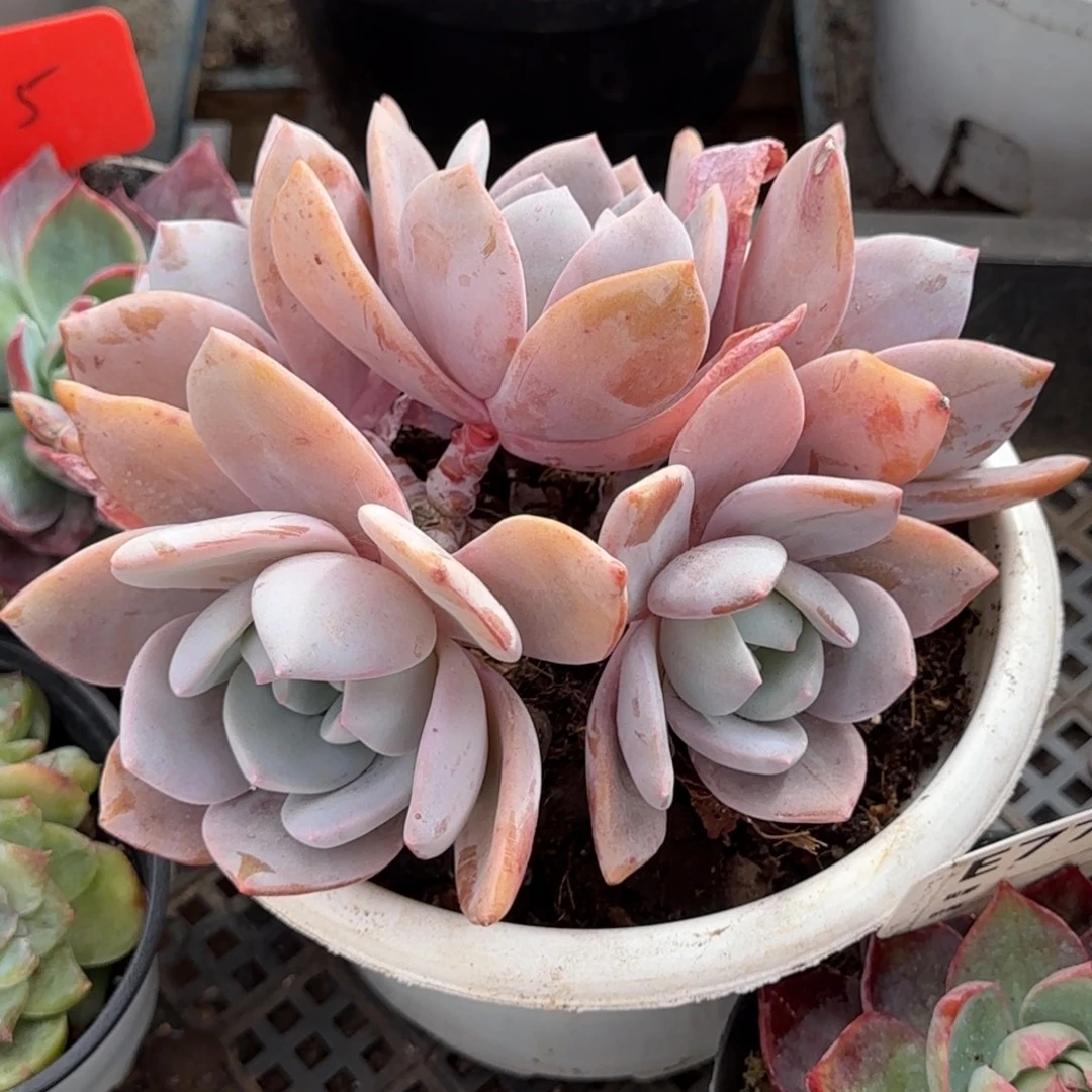 红茶一物一拍包装收缩花旱