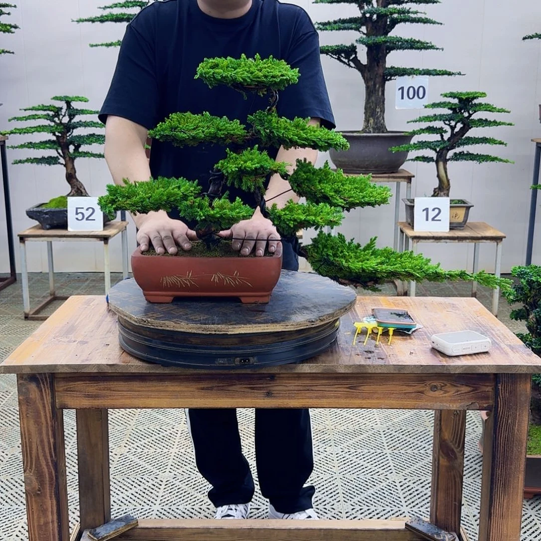 无花朵柏树造型盆景