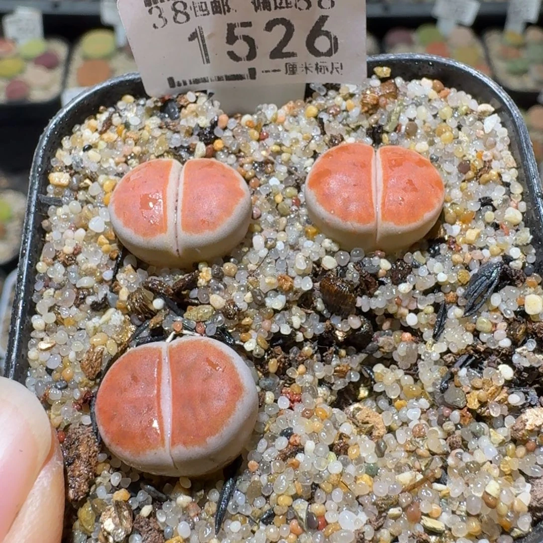 用***1Ssss好看的便宜了1526