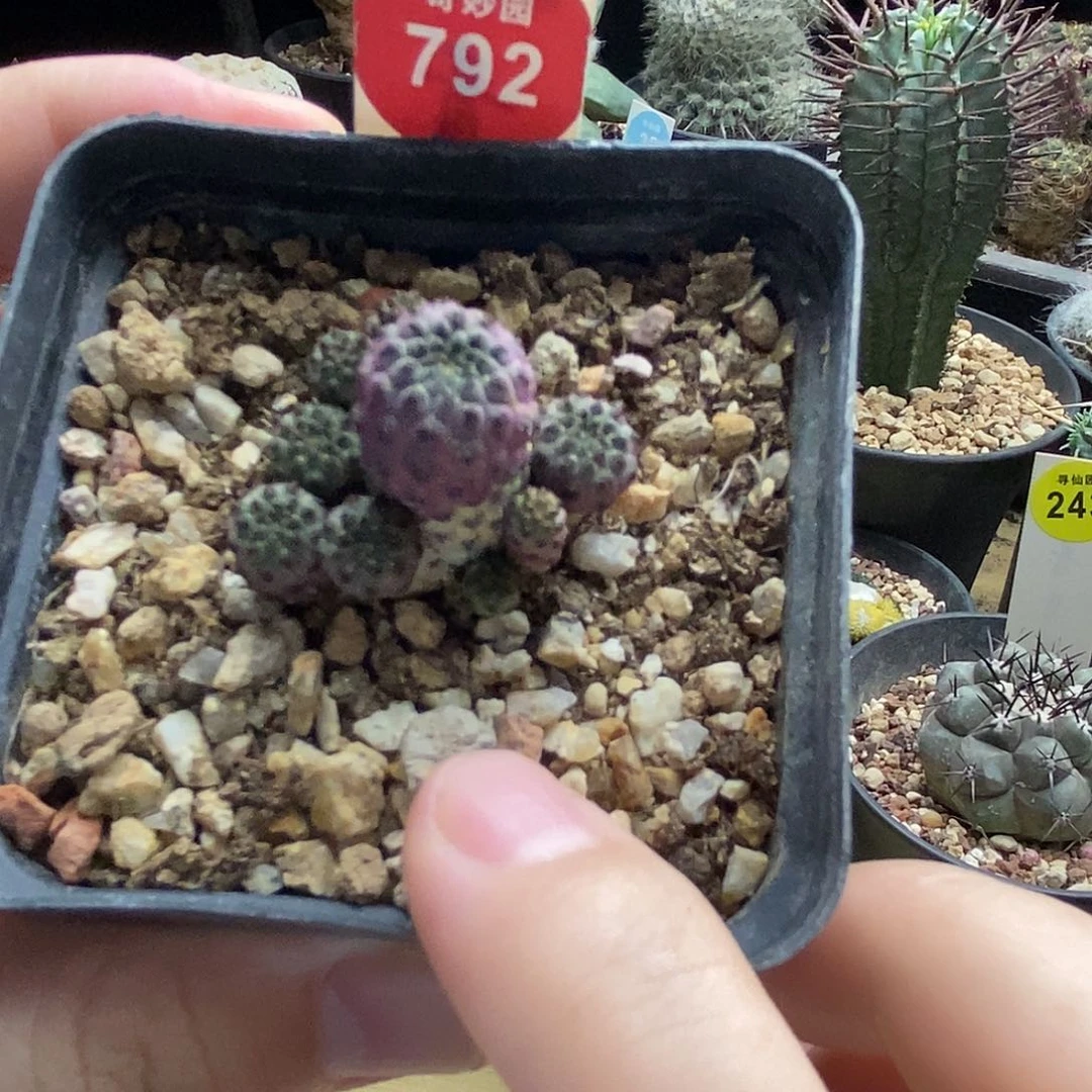 紫丽丸群一颗3688