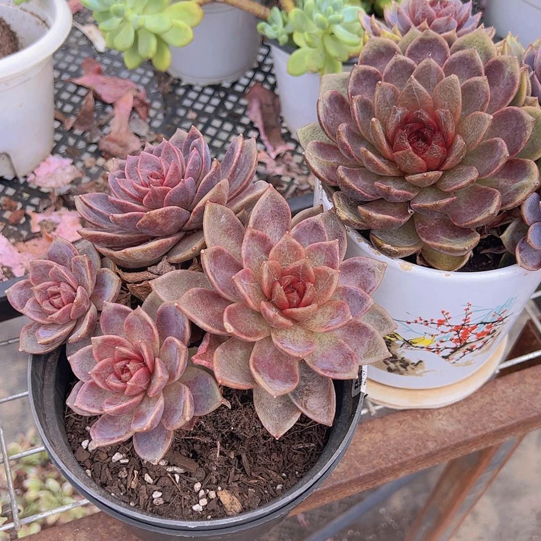 多头群生巧克力慕斯一盆