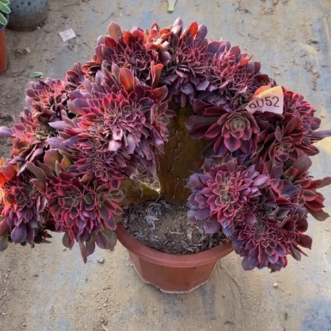 雅典娜女神多肉6052