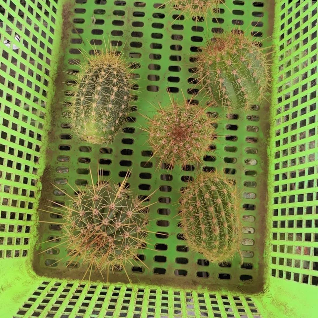 毛花柱侧牙20包邮仙人球