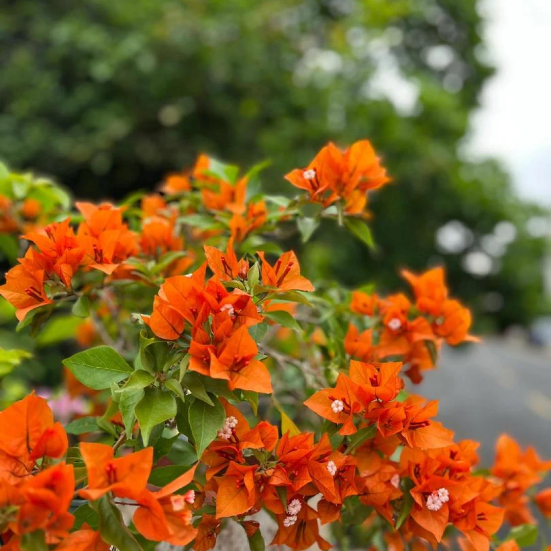 三角梅【橙桑巴】勤花耐热四季勤花爬藤飘枝不带花基地直邮宝藏文创