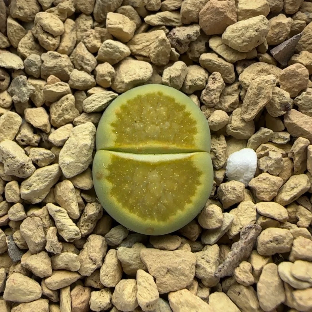 230 生石花大棚直播