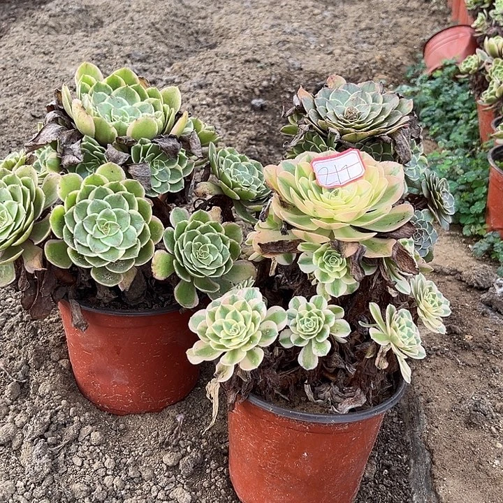 粉花妖多肉植物3个