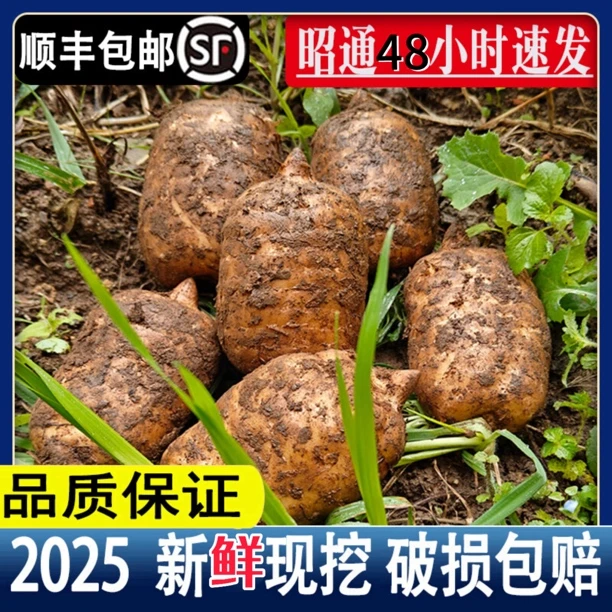 云南昭通彝良小草坝乌天麻中大果礼盒装