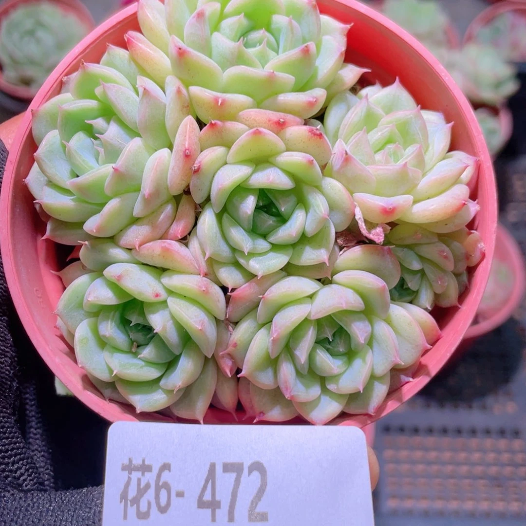 花利美6-472海王