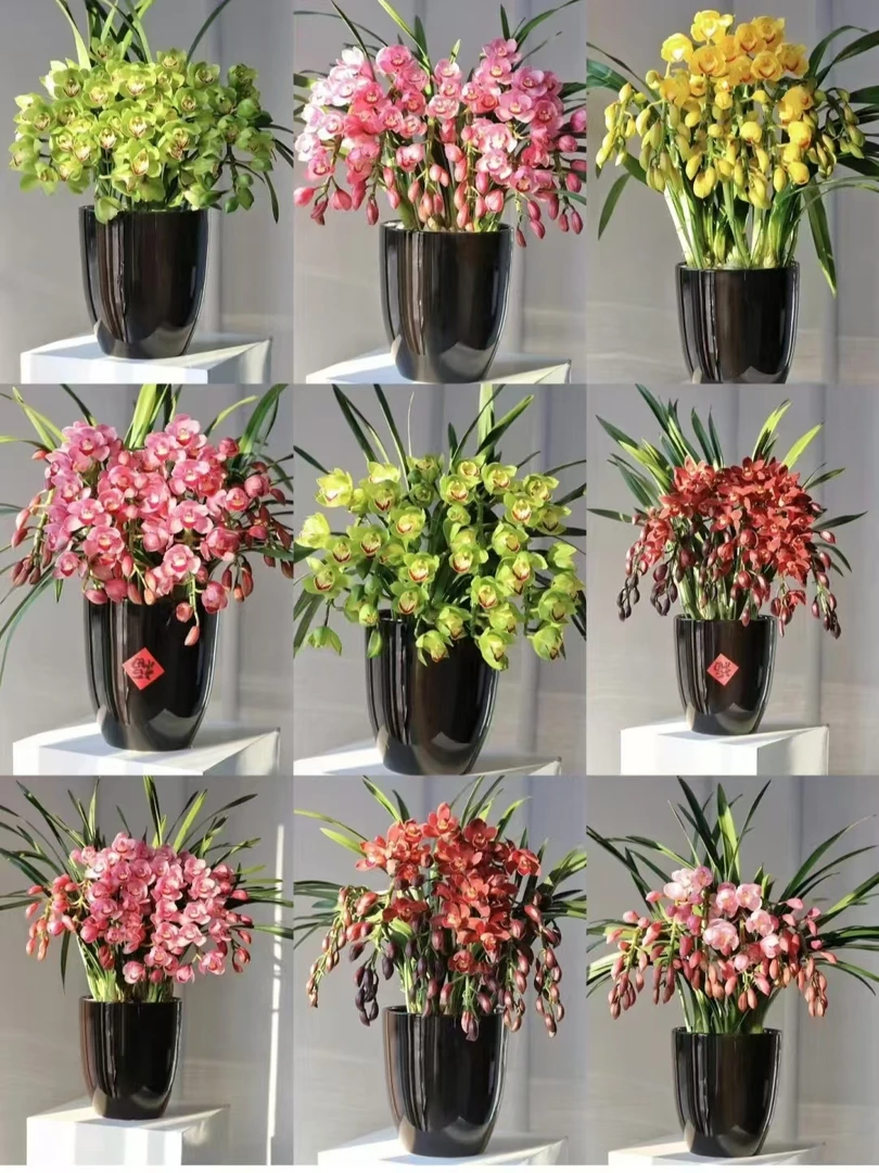 【通用链接】大花惠兰年宵花爆花带花剑发货