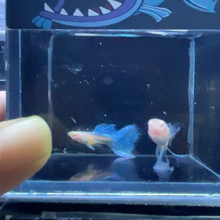 孔雀鱼蓝白秀球一对7号
