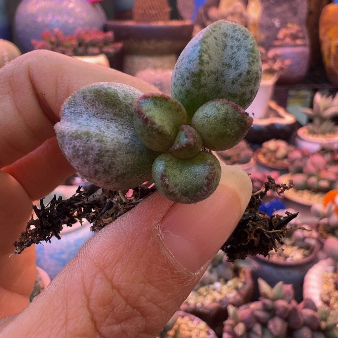 可***爱我们在外面玩哈早点