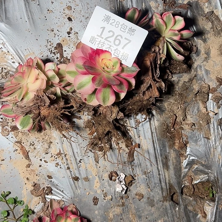 *****1267倾城母本十颗多肉植物