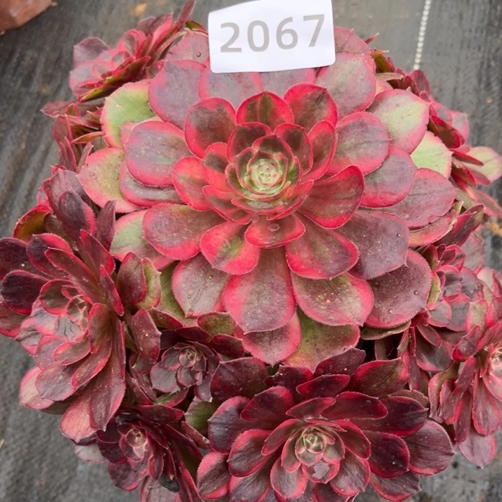 红花郎多肉发货发货