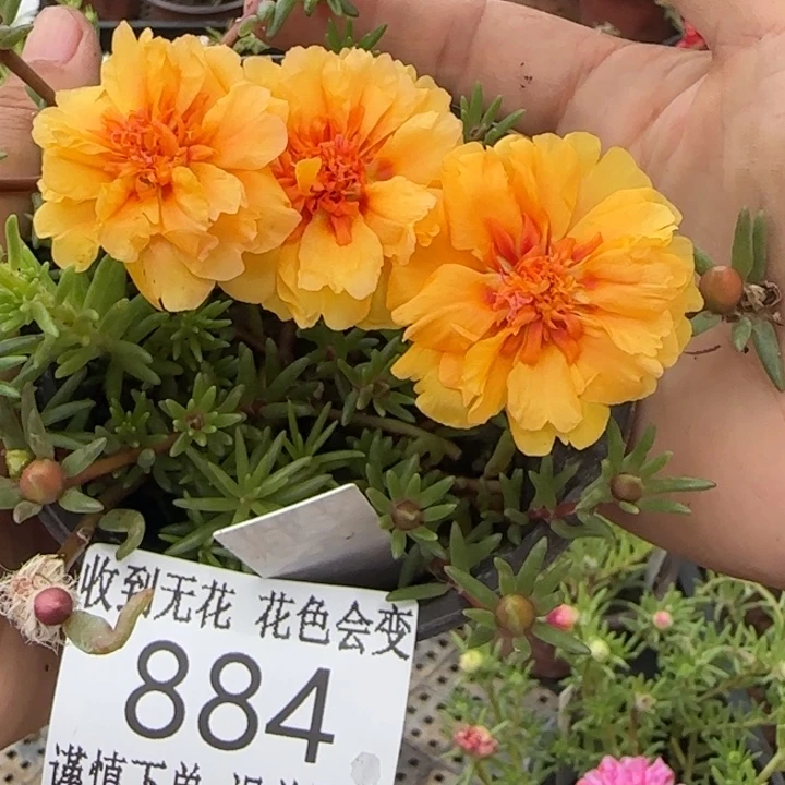 无花朵884超小苗盆口10cm