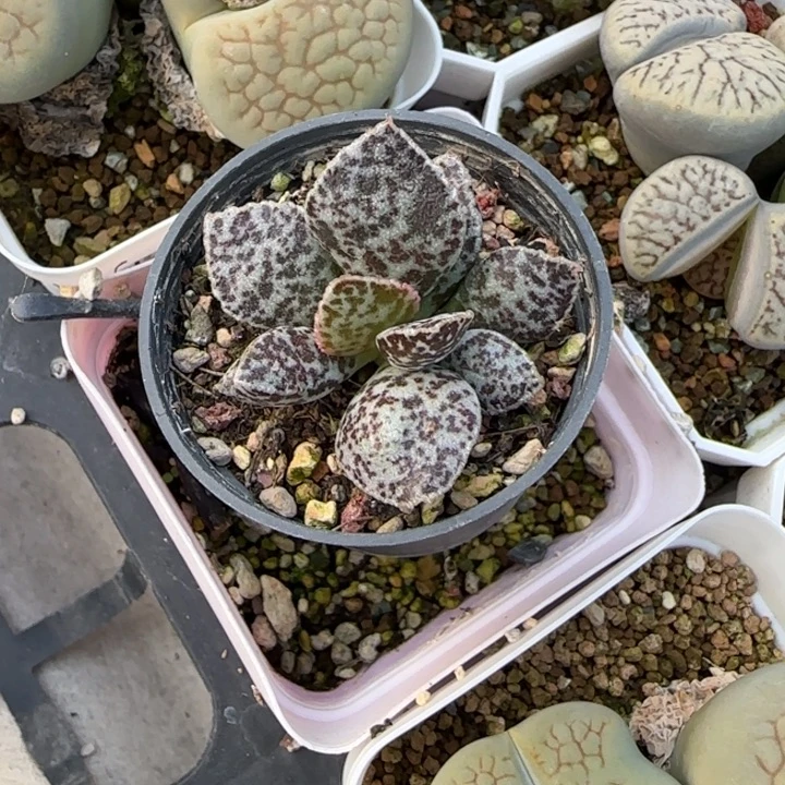 小***听皱叶马蛋水泡多肉植物