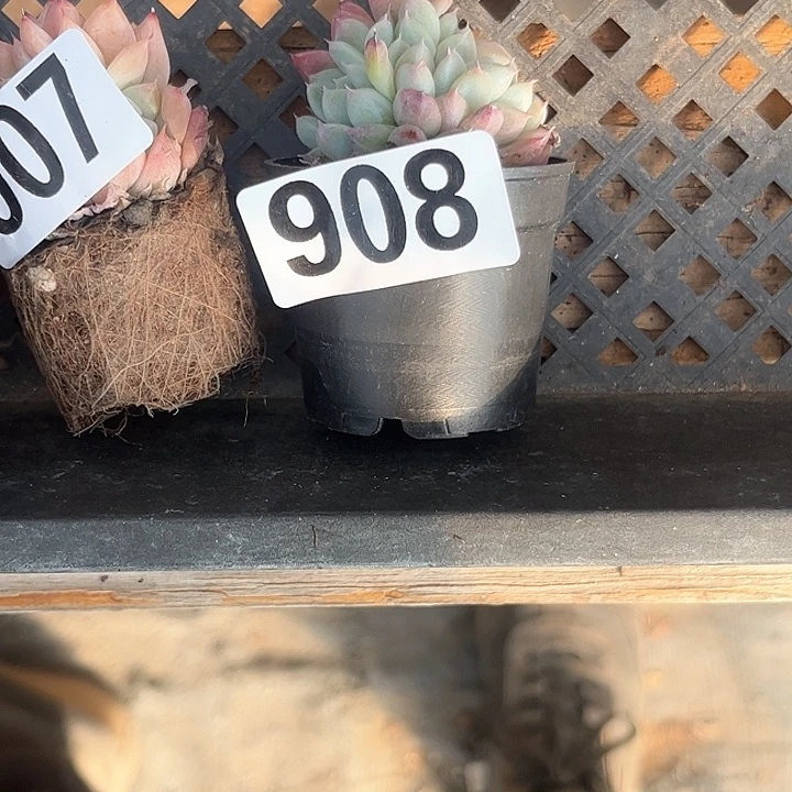 ?***笑多肉植物为一拍