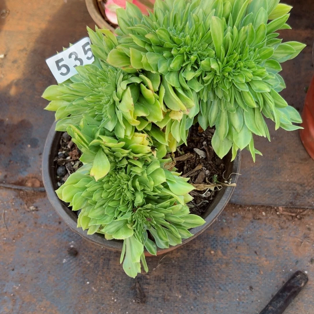 535 号多肉植物法师