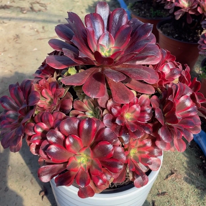 950美杜莎精品法师多肉