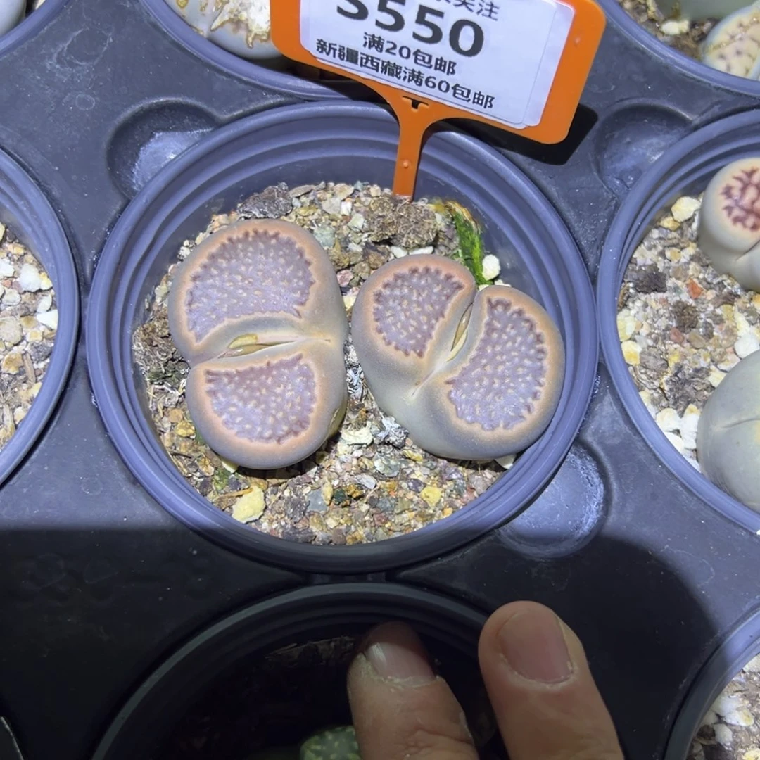 L***L550 一物一拍，默认有伤，介意勿拍，不退不换