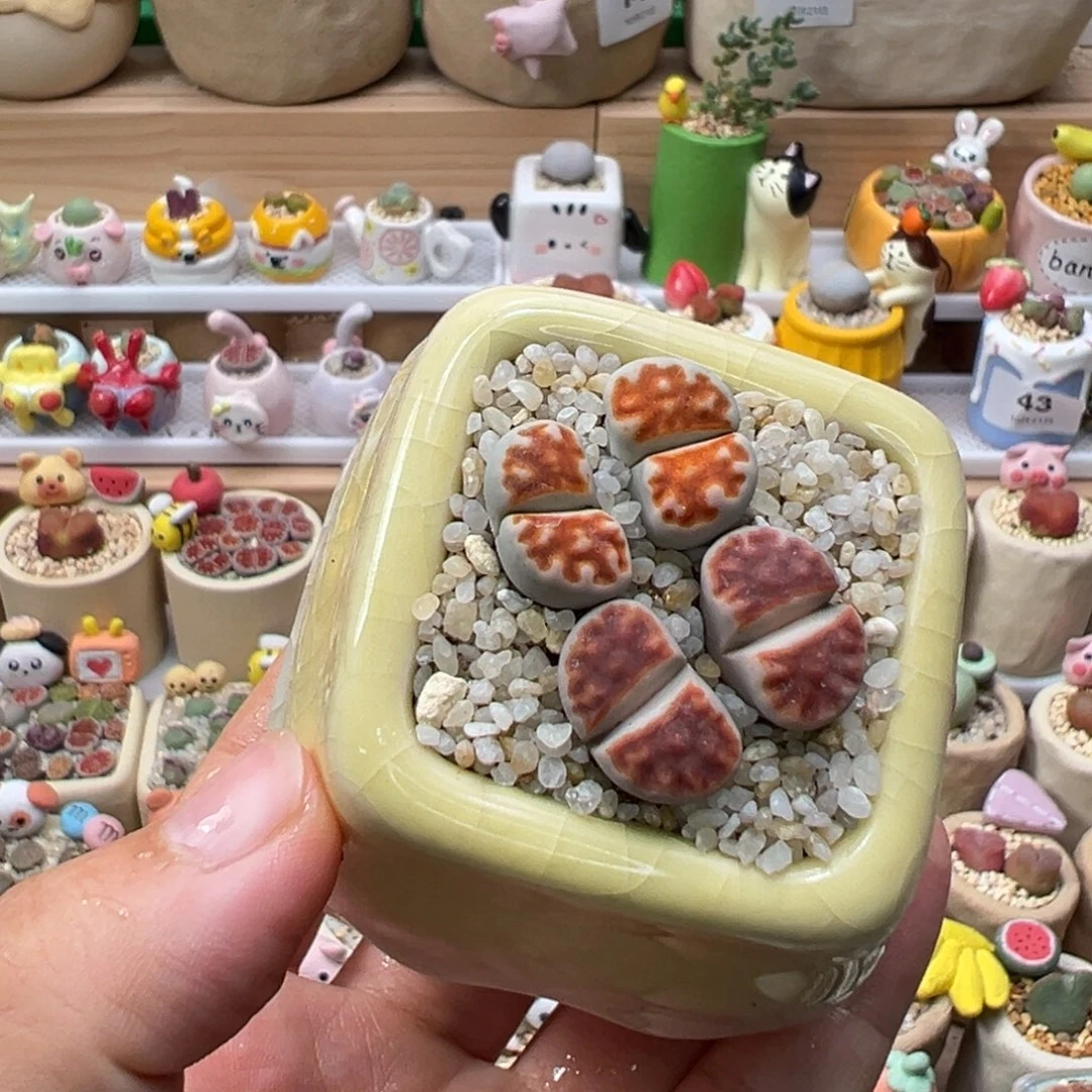 多肉植物168号双头