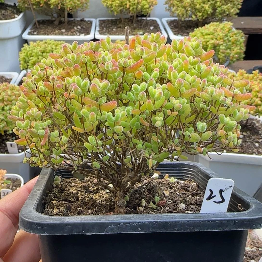 蜜橘糖球一物一拍