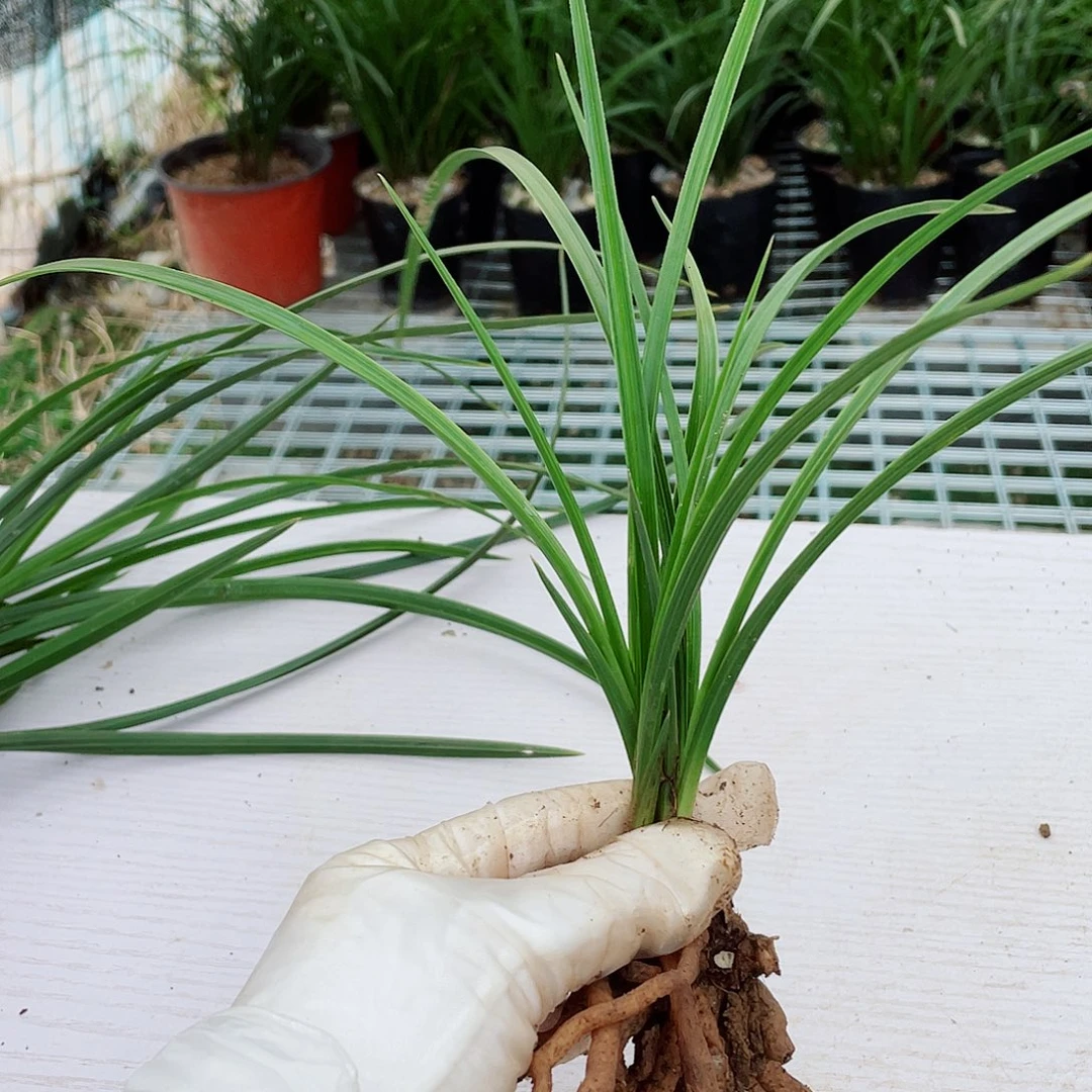 大***叶完全开放兰花兰花