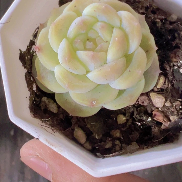 少****?冰魄精品多肉植物