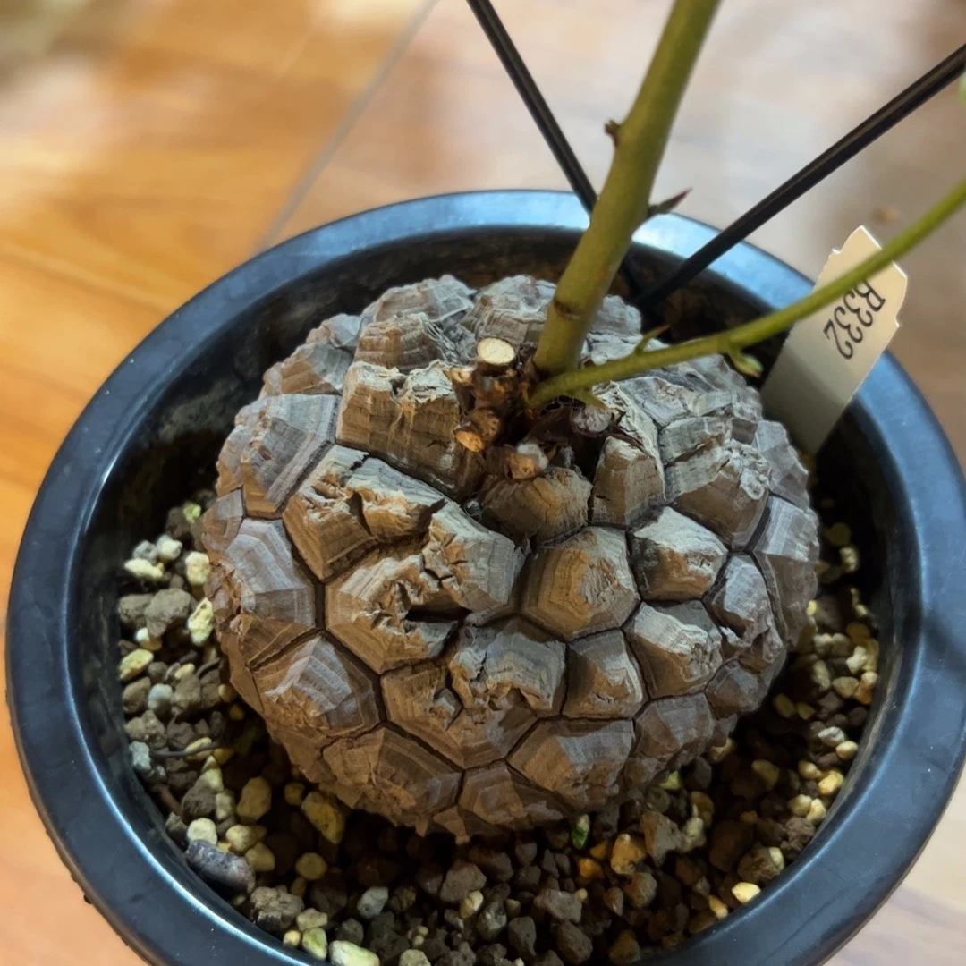 日系盆栽养定的龟甲龙332号