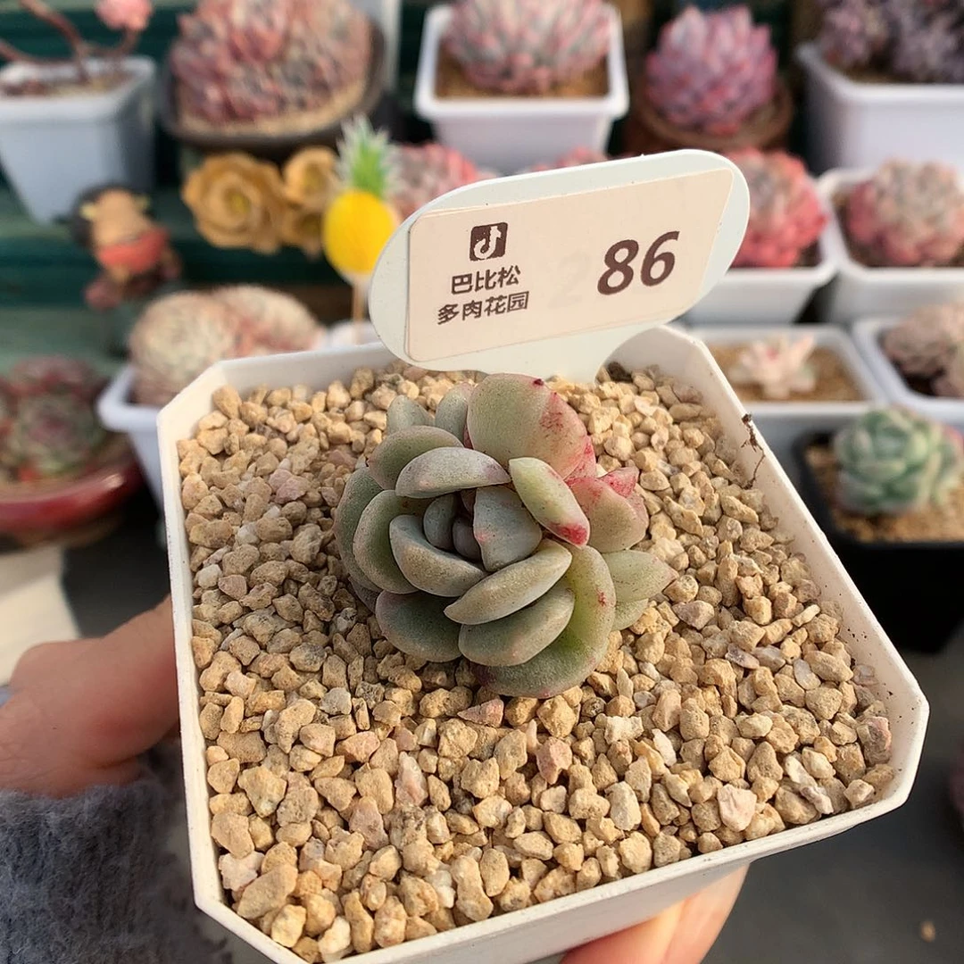 86双头冰魄石化多肉植物