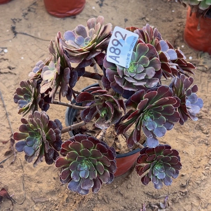 黑萝莉多肉植物892.