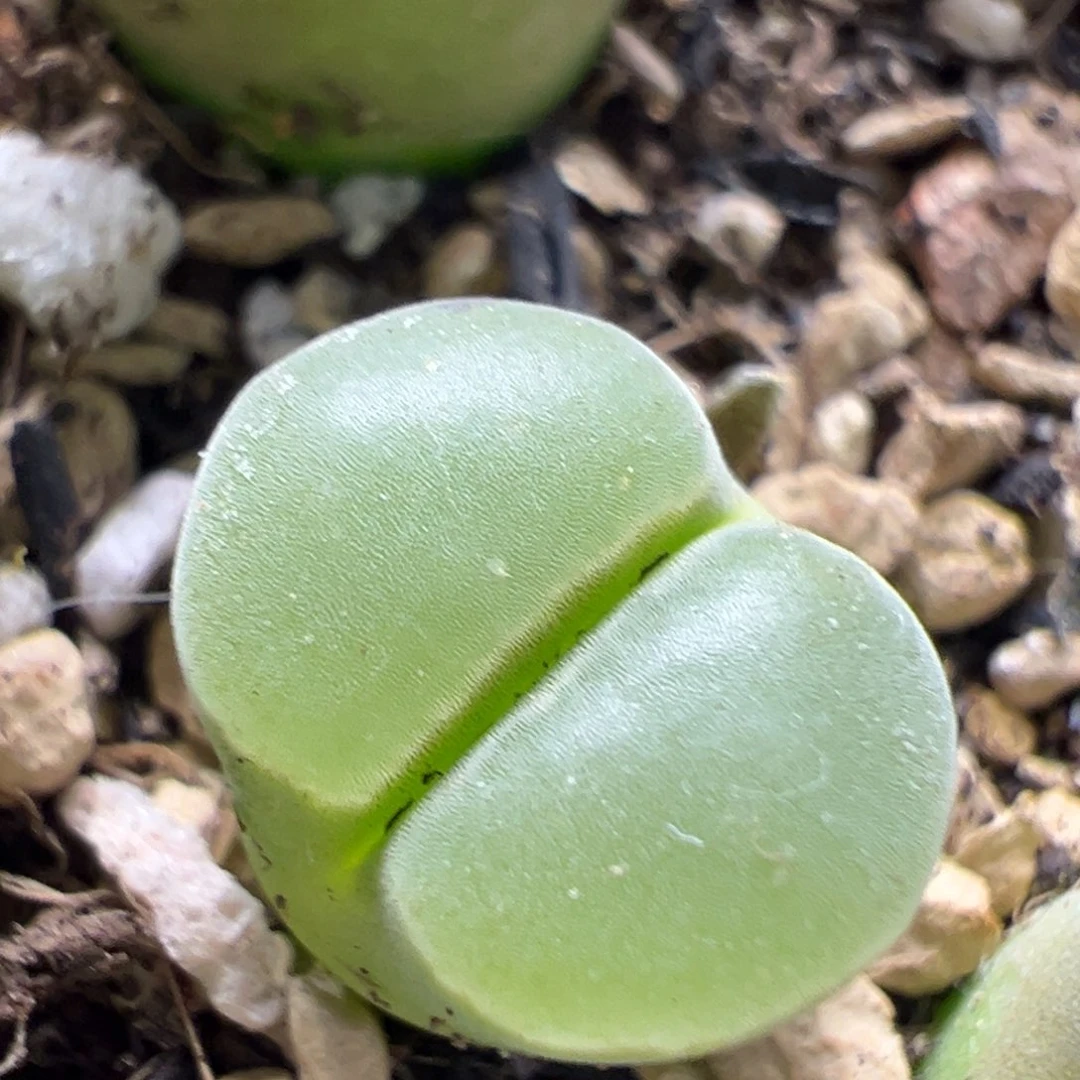 极窗风铃母本一物一拍