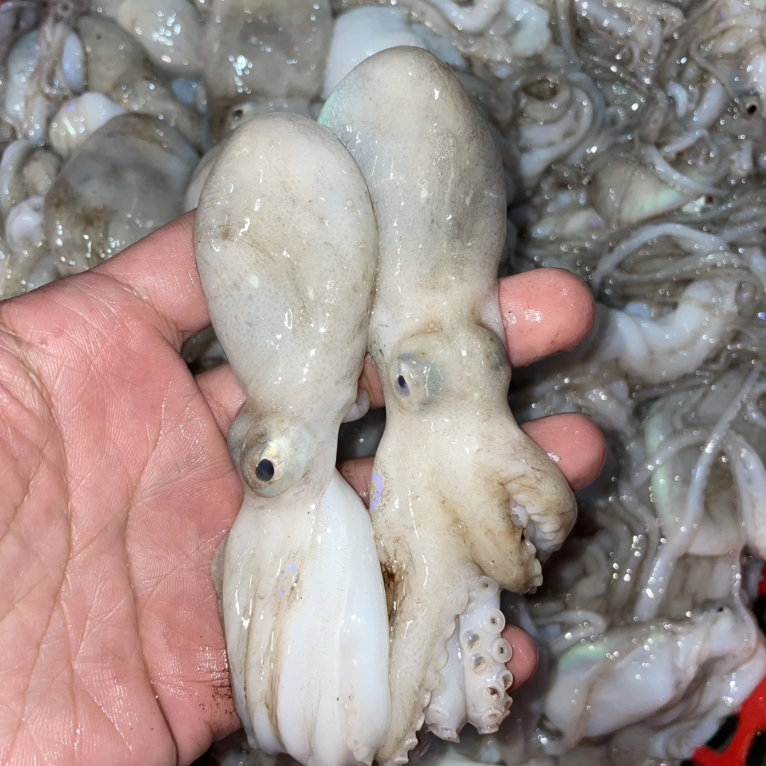 本港野生深海小章鱼
