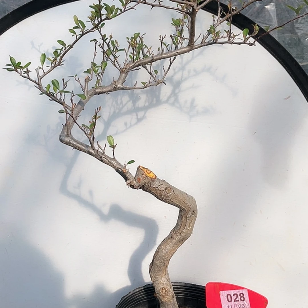 【闪购商品】无花朵028