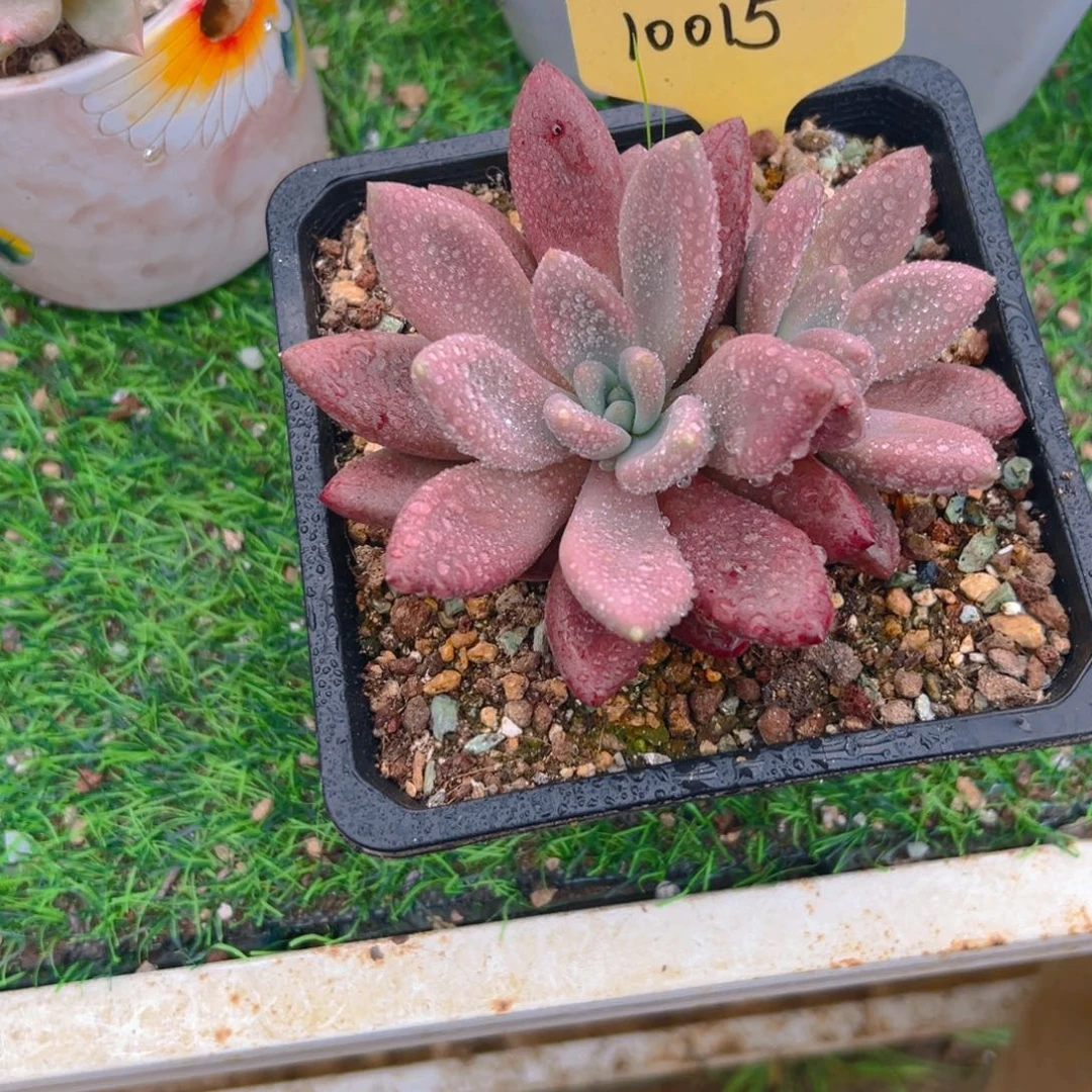赫菲斯托10815号一物一拍