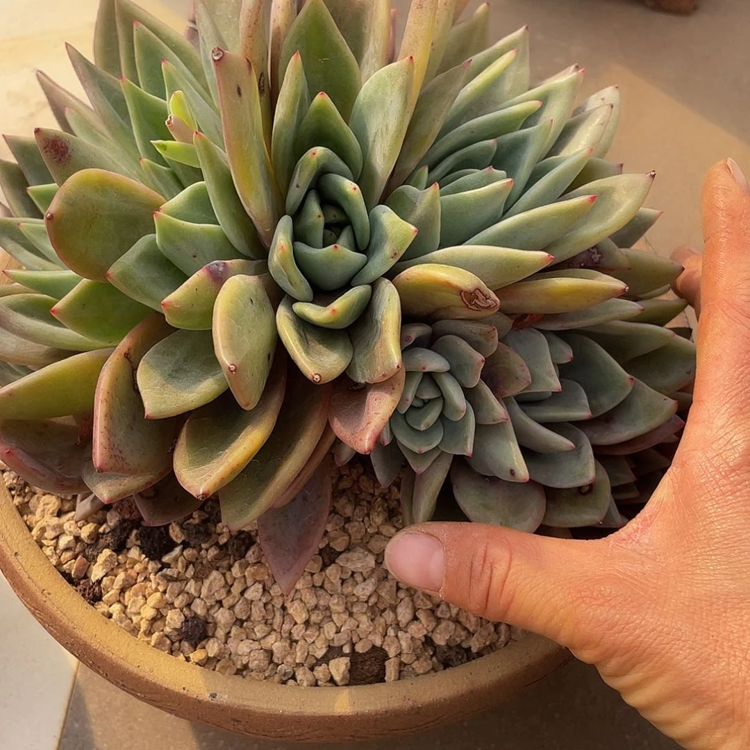 香槟多肉多肉多肉